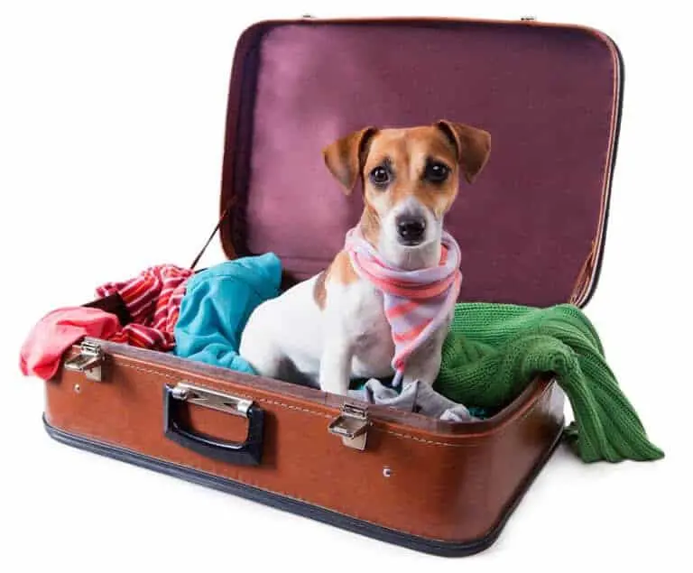 Dog Vacation Simplify Life
