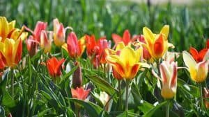 Custom Affordable Web Design In Holland, MI
