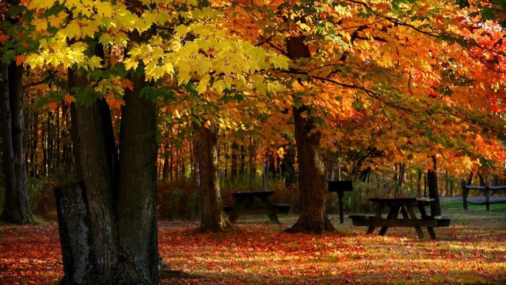 Michigan Fall Park Landscape