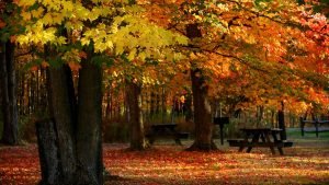 Michigan Fall Park Landscape